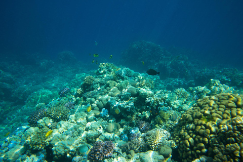 La Paz: Coral Farm Snorkel Tour