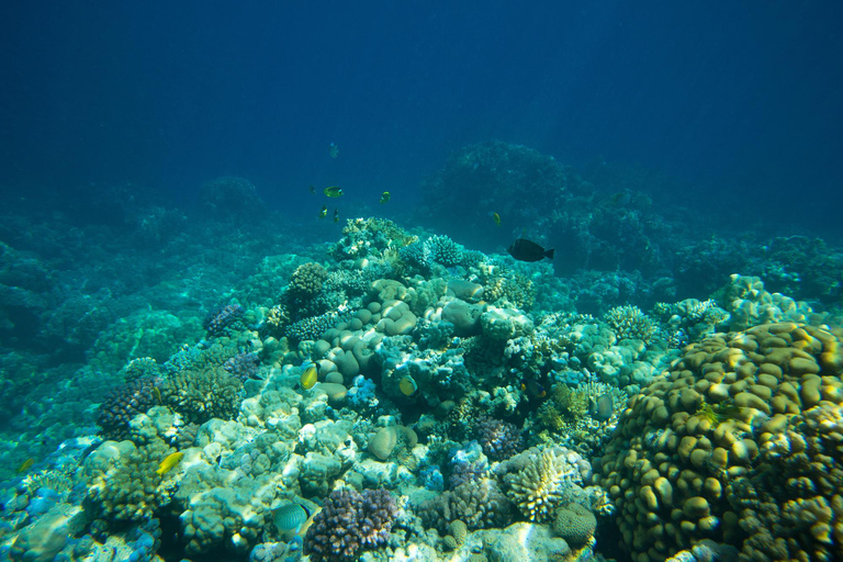 La Paz: Coral Farm Snorkel Tour
