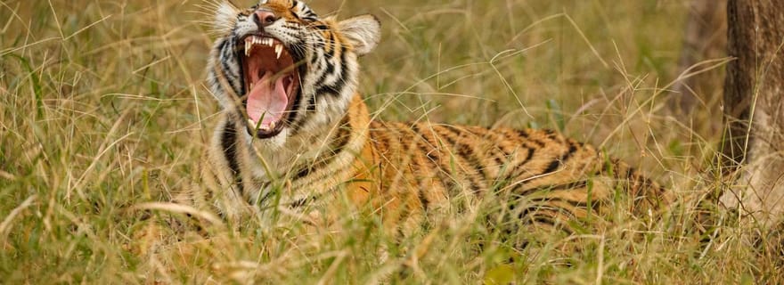 Visite de la vie sauvage à Tadoba