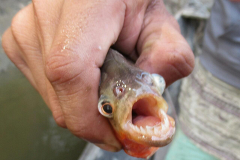 1D Abenteuer in Pacaya Samiria: Piranha-Fischen