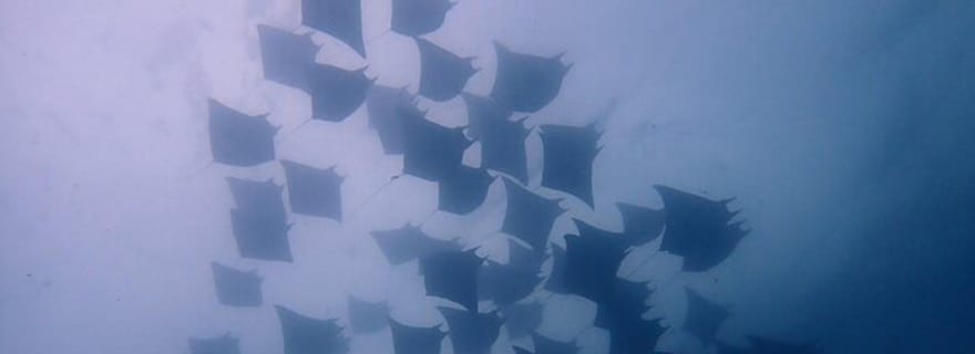 Tamarindo : Location d'un bateau privé de plongée en apnée Guanacaste
