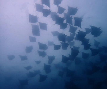 Tamarindo: Private Snorkeling Boat Charter Guanacaste