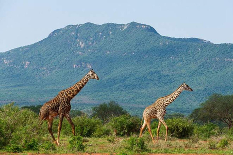 10 Days Luxury Kenya Bush & Tanzania Beach Experience