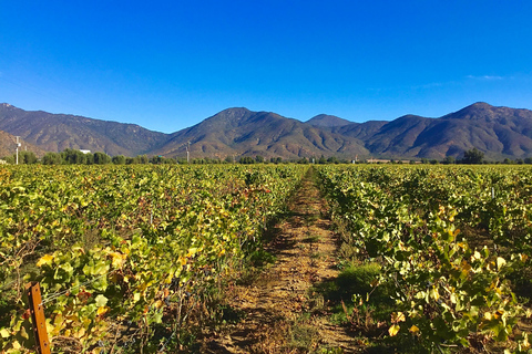 Casablanca Valley: 3 Wineries Tour with 11 Wine Tastings
