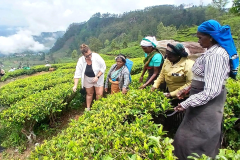 ELLA Lipton Seat Tea Test & Pluck 9Arch, Waterfalls, & Food Lipton's Seat, Little Adam Peak, 9 Arch, Ravana Waterfalls