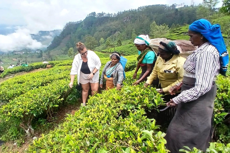 ELLA Lipton Seat Tea Test & Pluck 9Arch, Waterfalls, & Food Lipton's Seat, Little Adam Peak, 9 Arch, Ravana Waterfalls