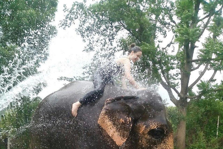 Jaipur: Hathigao Elephant Village Ride, Feeding, & Photos Riding, Feeding, Climbing And Photography with Elephant