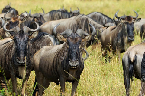 Arusha: Safari di 6 giorni per la migrazione dei grandi gnu
