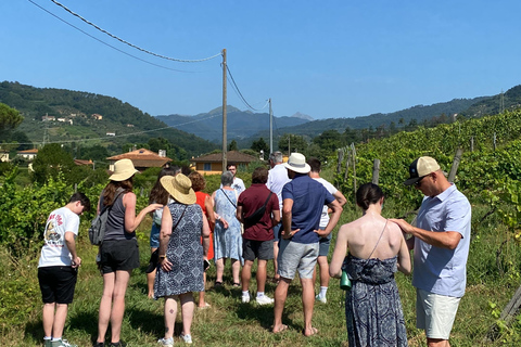 Tasting in a Vineyard with transfer from Pisa