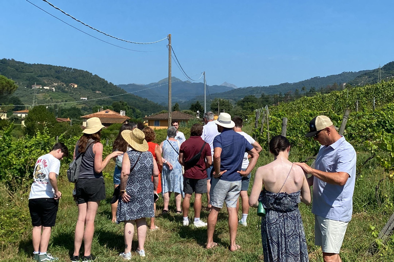 Toskanische Weintour mit dem Shuttle ab Lucca