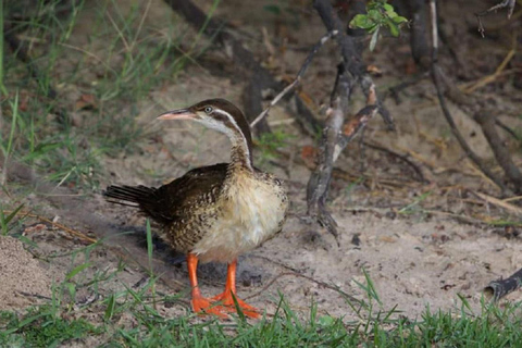 Victoria Falls: Zambezi River Birdwatching Cruise & Pickup