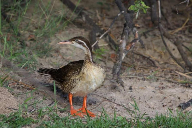 Victoria Falls: Zambezi River Birdwatching Cruise & Pickup