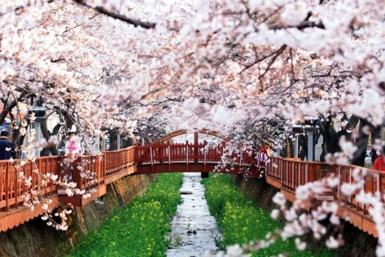 Busan: Jinhae Cherry Blossom Day & Night or 1 Day Tour Group Night Tour / Where Cherry Blossoms Define Jinhae