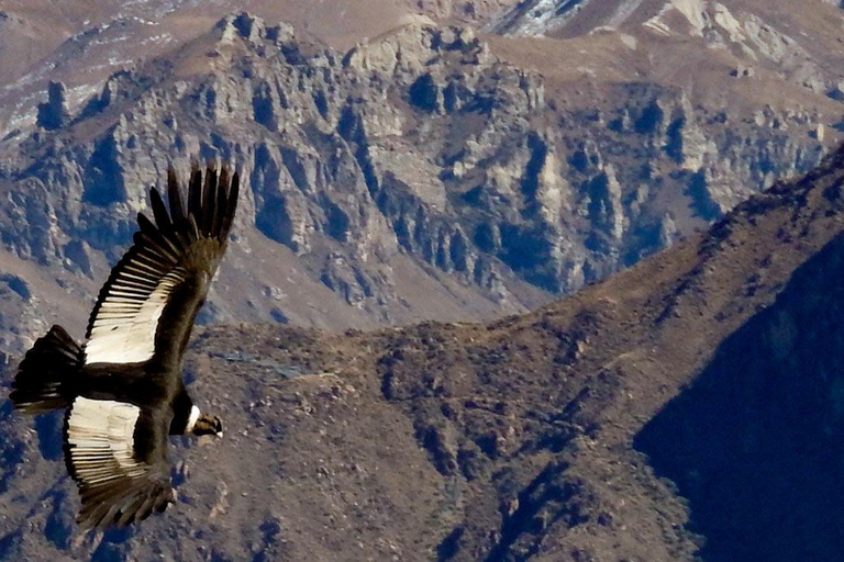 Von Arequipa: Ausflug zum Colca Canyon mit Endstation in Puno