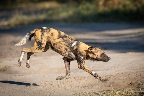 Botswana: Savuti, Khwai, & Moremi 7-Day Mobile Safari