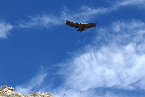 Exkursion: Colca Canyon mit Transfer nach Puno.