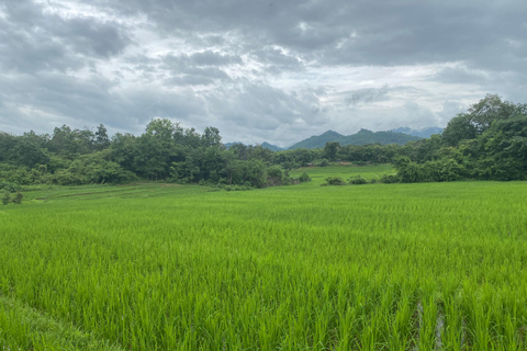Luang Prabang: Rice Farm, Fishing & Picnic Experience