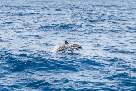Gran Canaria: Delfin- und WalbeobachtungstourTour von Puerto Rico de Gran Canaria 11:00 Uhr