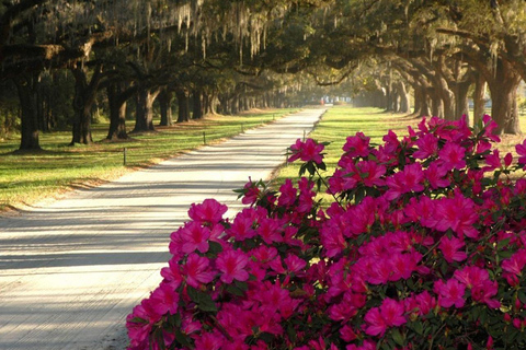 Charleston: Boone Hall Plantation & Gardens Entry Ticket