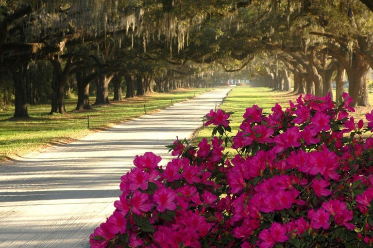Charleston: Boone Hall Plantation & Gardens Entry Ticket