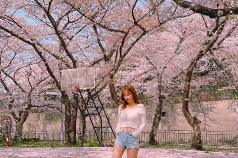 Jeju: Cherry Blossom Tour with Hotel Pickup Jeju cherry Blossom Season Tour : Small Group [Hotel P-up]