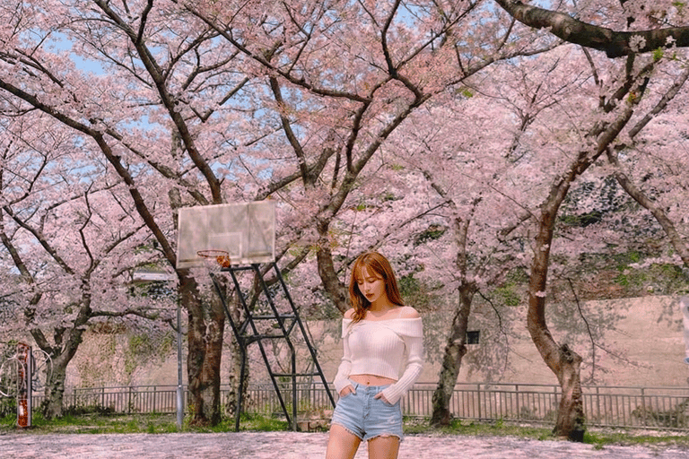 Jeju: Cherry Blossom Tour with Hotel Pickup Jeju cherry Blossom Season Tour : Small Group [Hotel P-up]