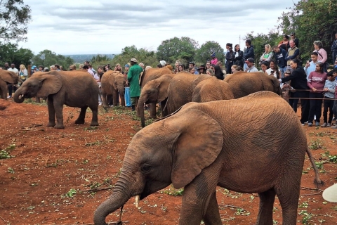 Mały słoń, Centrum żyraf, Kazuri Bead i Bomas of Kenya