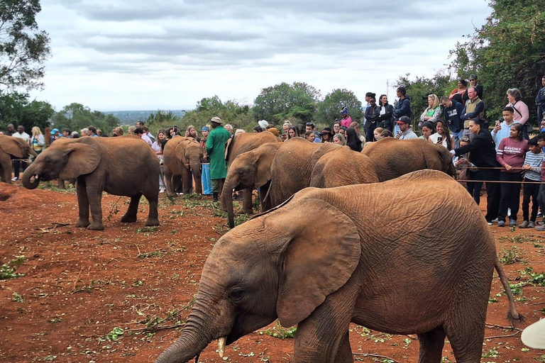 Visite du Centre des girafes et de l'orphelinat d'éléphants David Sheldrick