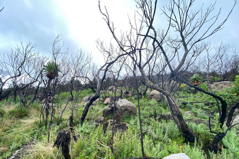 Haz senderismo por los encantadores Siete Estanques de los AberdaresRecogida en Naivasha