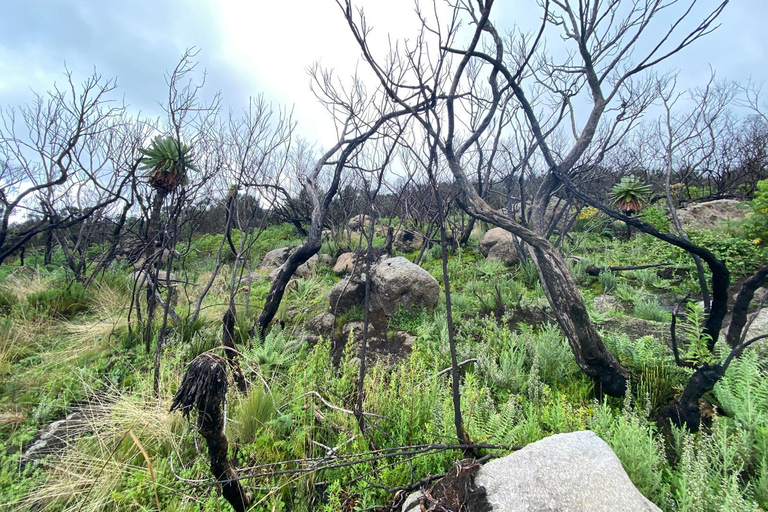 Haz senderismo por los encantadores Siete Estanques de los AberdaresRecogida en Naivasha