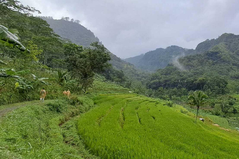 Yogyakarta : Java Rijst Terras Trek &amp; Selogrio Tempel Tour