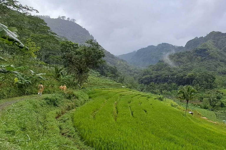 Yogyakarta : Java Rijst Terras Trek &amp; Selogrio Tempel Tour