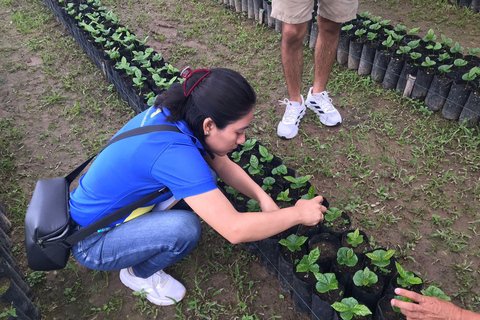 Huatulco: Pluma Hidalgo Coffee Origin and Essence.