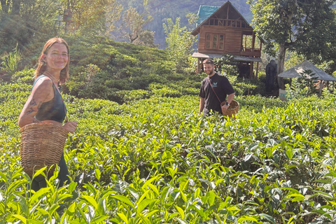 ELLA : Tea-Making Experience Tour with Tasting and Snacks