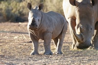 Privattransferservice, Kapstadt zum Aquila Game Reserve - Housity