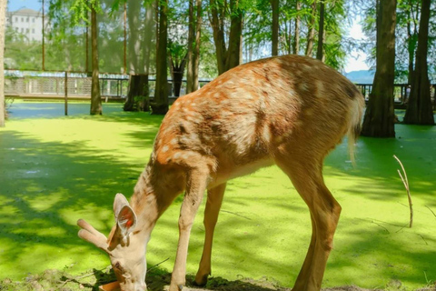 Hangzhou Qingshan Lake Water‑Forest Private Day Tour Ticket + Deer‑Feeding | Separate Driver & Guide