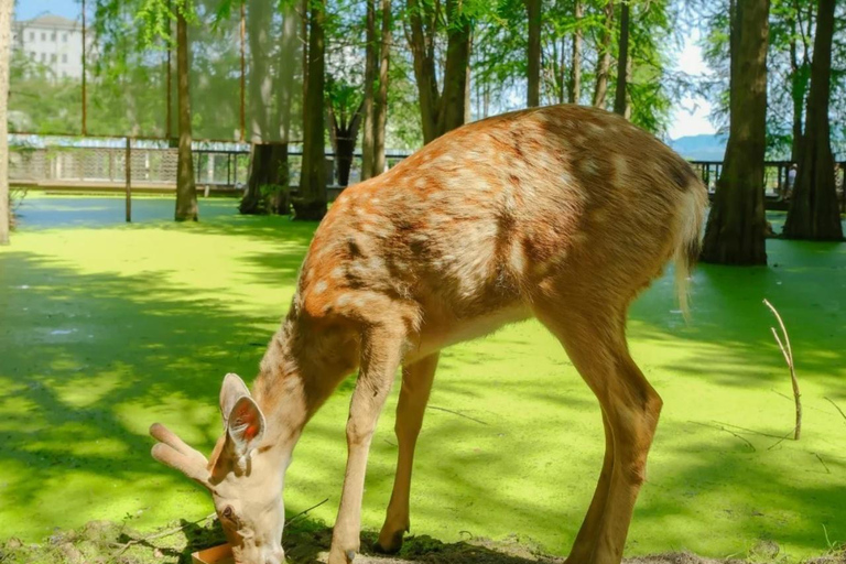 Hangzhou Qingshan Lake Water‑Forest Private Day Tour Ticket + Deer‑Feeding | Separate Driver & Guide