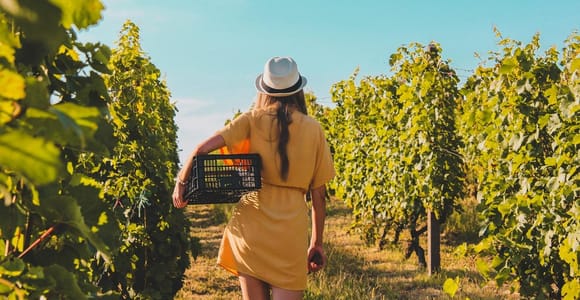 Olbia: Weintour in Gallura + Verkostung + Transfer inklusive