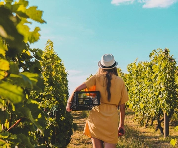 Tour Exclusivo del Vino: Bodega de Cerdeña + Traslado de ida y vuelta