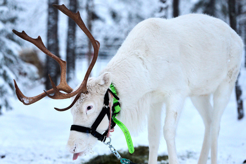 Levi: Reindeer Sleigh Ride 1.5km In Magical Forest