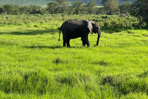 Arusha: Ngorongoro Crater Day Trip with Game Drive
