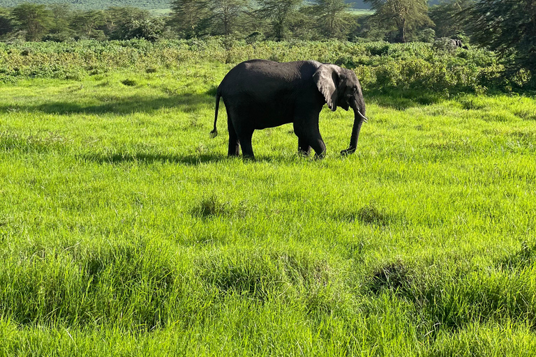 Arusha: Ngorongoro Crater Day Trip with Game Drive