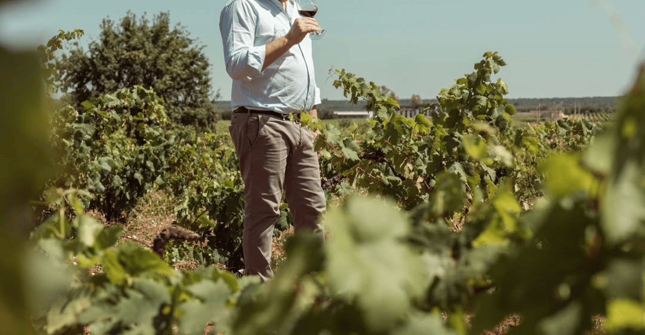 Vineyard Walk and Tasting at a Masseria Winery in Taranto