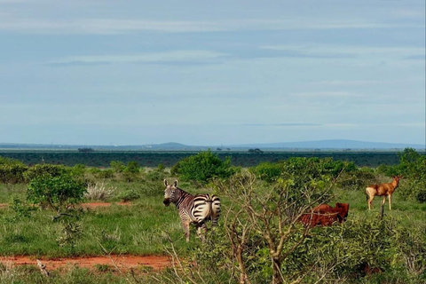 2-Day Tsavo East & Salt Lick Safari–Red Elephants & Treetop