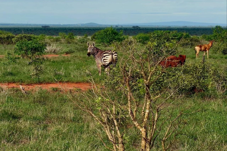 2-Day Tsavo East & Salt Lick Safari–Red Elephants & Treetop