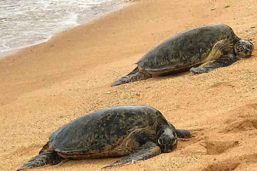 Kauai: Private Schildkröten-, Höhlen- und Klippenwanderung an der Südküste. Foto: GetYourGuide