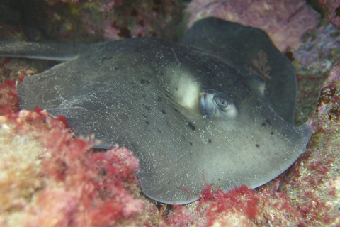 Snorkelling experience in south of Gran Canaria