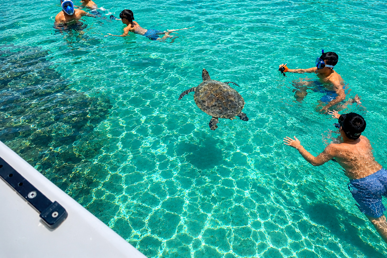 Mauritius: Sea Turtle Adventure and Coral Reef Discovery