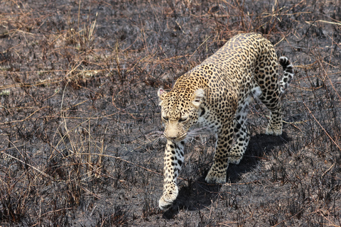 De Arusha: Visita a Tarangire, Serengeti e Lago Manyara