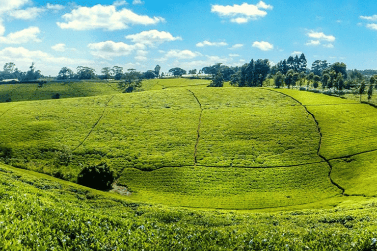 Excursão a uma fazenda de chá saindo de Nairóbi (Kiambethu)